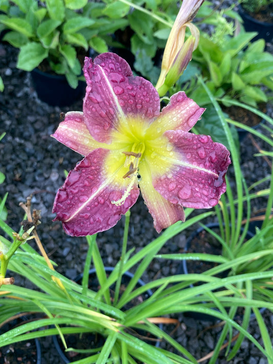 Hemerocallis Blue Sheen (Day Lily) - Champion Plants