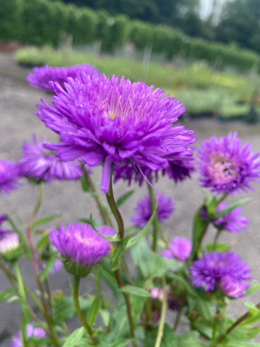 Erigeron Azure Fairy - Champion Plants