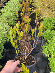 Clethra Ruby Spice - Champion Plants