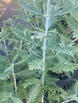 Perovskia Blue Spire - Champion Plants
