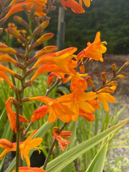 Crocosmia Sunglow - Champion Plants