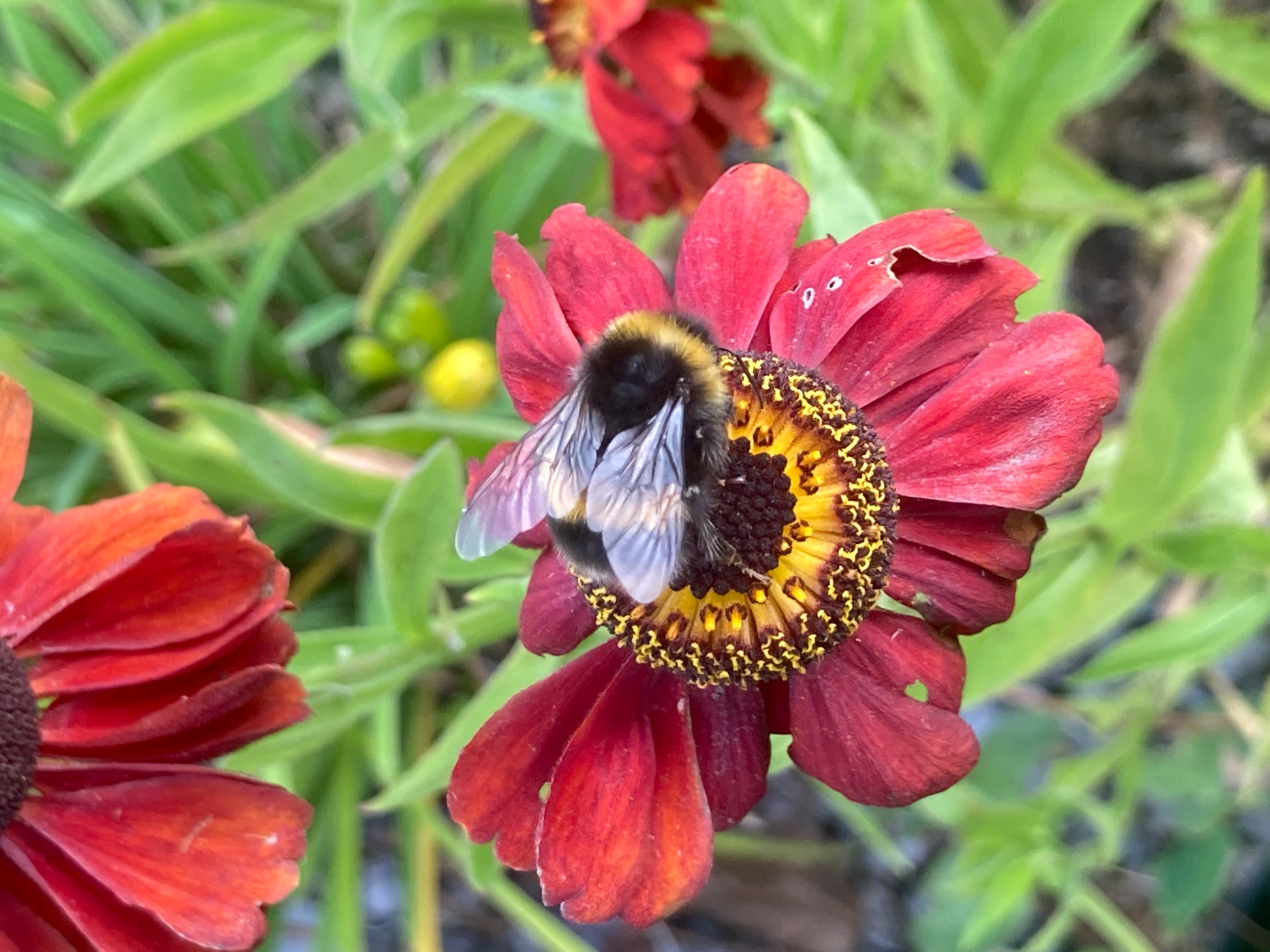 Helenium Red Army - Champion Plants