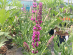 Salvia nemorosa Pink Friesland - Champion Plants