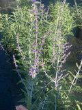 Perovskia Blue Spire - Champion Plants