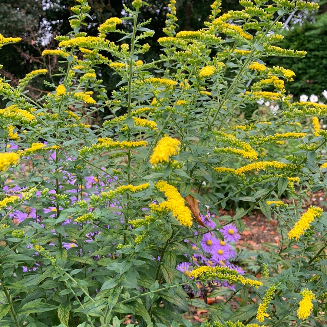 Solidago Fireworks - Champion Plants