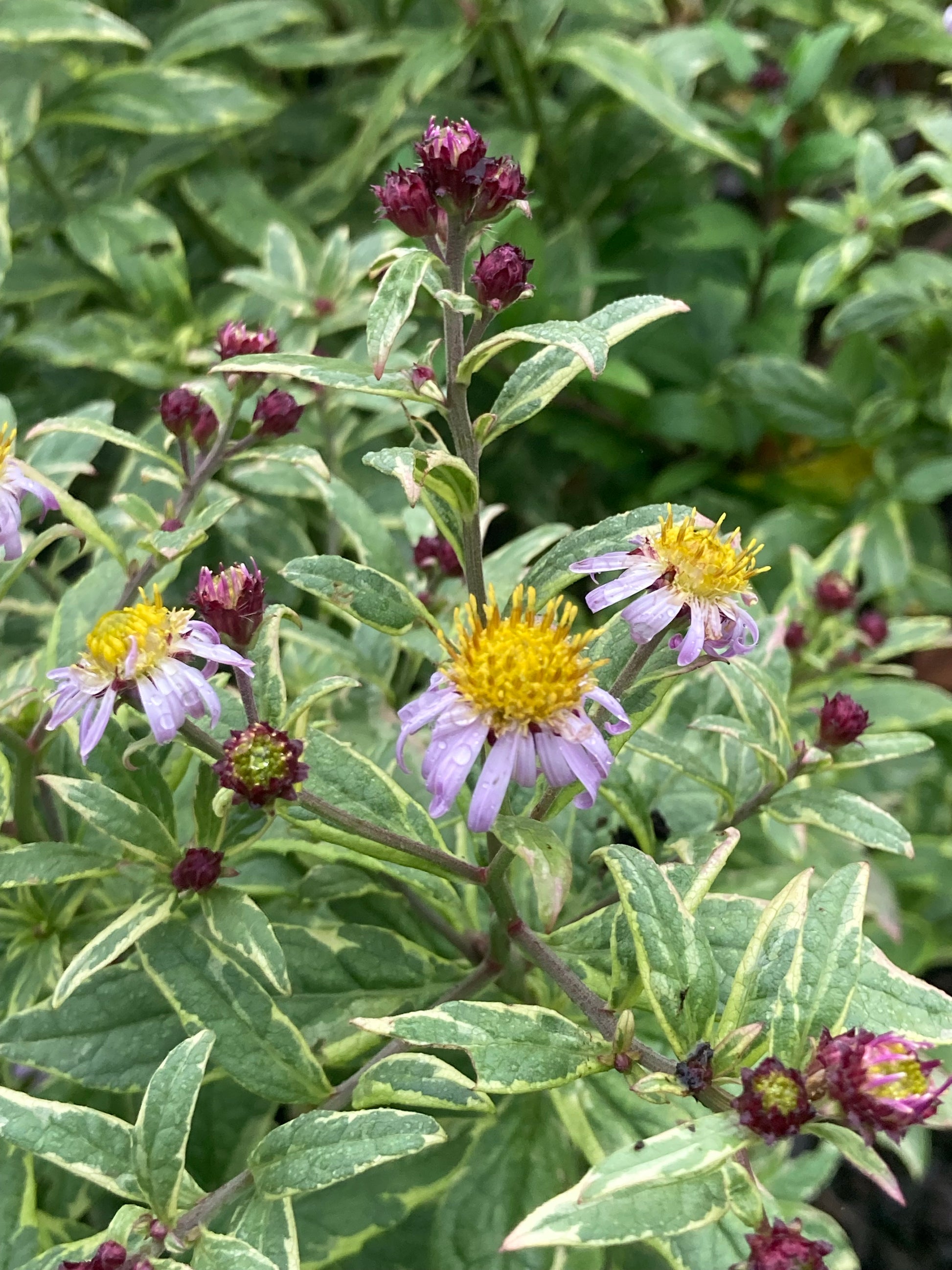 Kalimeris yomena Shogun - Champion Plants