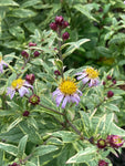 Kalimeris yomena Shogun - Champion Plants