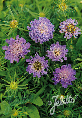 Scabiosa japonica Ritz Blue - Champion Plants