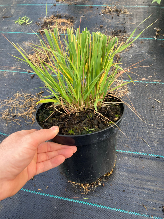 Molinia caerulea Edith Dudszus AGM - Champion Plants