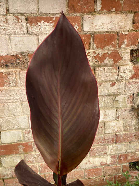 Canna General Eisenhower - AGM - Champion Plants