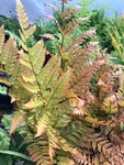 Dryopteris erythrosora - Champion Plants