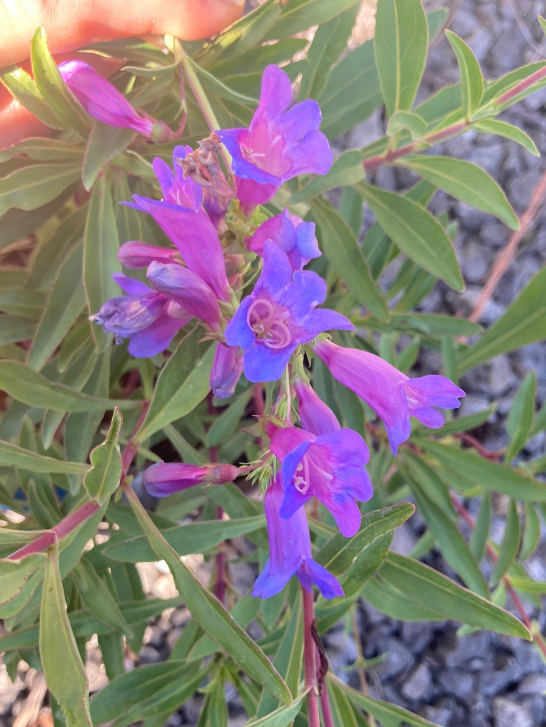 Penstemon Heavenly Blue - Champion Plants