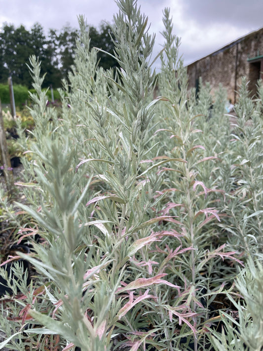 Artemisia Silver Queen - Champion Plants