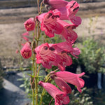 Penstemon Hidcote Pink - Champion Plants