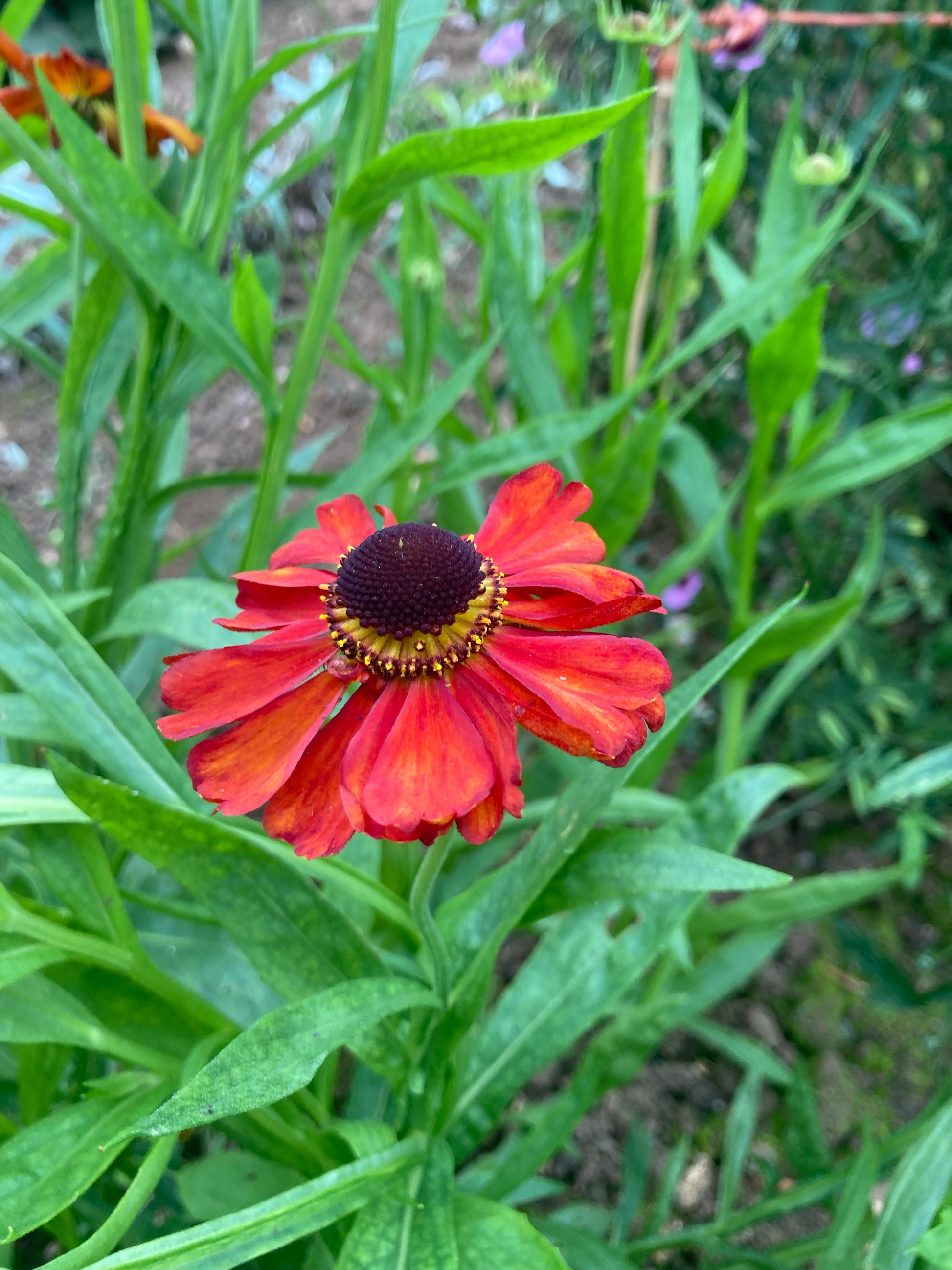 Helenium Red Army - Champion Plants