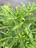 Choisya White Dazzler - Champion Plants