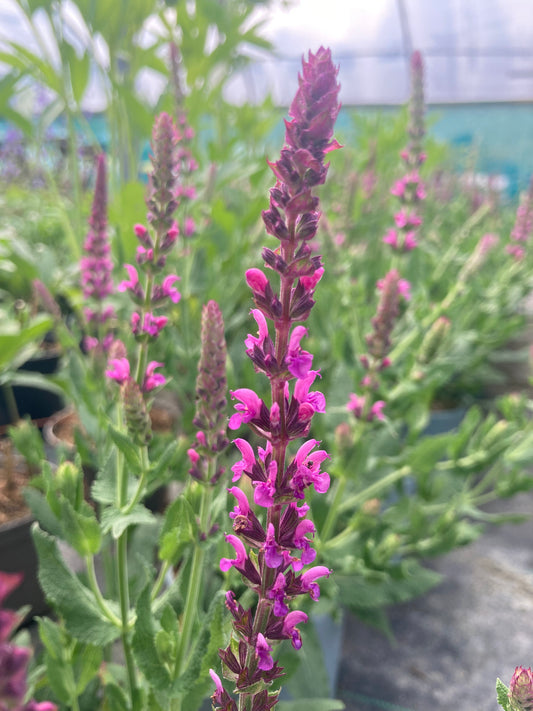 Salvia nemorosa Pink Friesland - Champion Plants