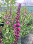 Salvia nemorosa Pink Friesland - Champion Plants