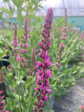 Salvia nemorosa Pink Friesland - Champion Plants