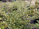 Lonicera nitida Lemon Beauty - Champion Plants