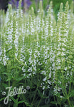Salvia x superba Merleau White - Champion Plants