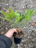 Skimmia x confusa Kew Green - AGM - Champion Plants