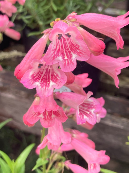 Penstemon Hidcote Pink - Champion Plants