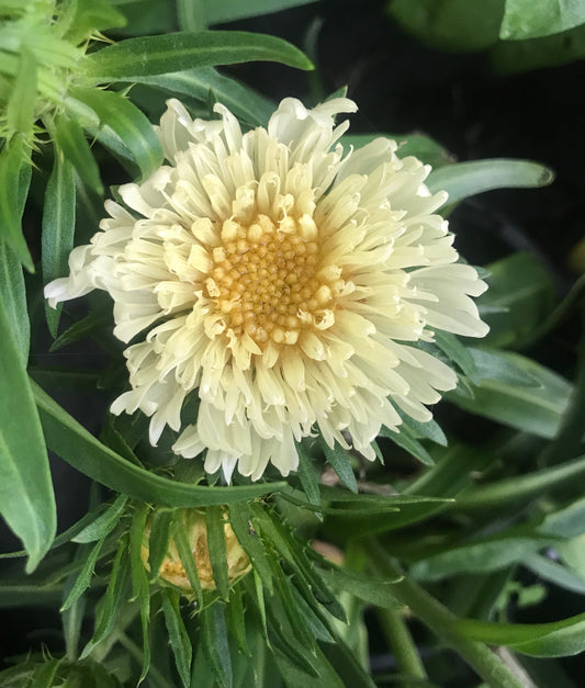 Stokesia laevis Mary Gregory - Champion Plants