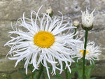 Leucanthemum 'Shapcott Gossamer' - Champion Plants