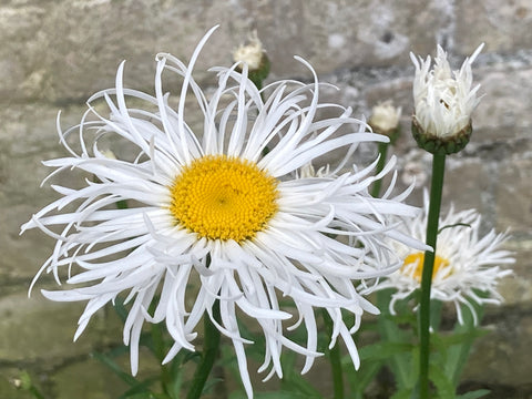 Leucanthemum 'Shapcott Gossamer' - Champion Plants