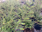 Lonicera nitida - Champion Plants