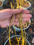 Cornus stolonifera 'Flaviramea' - Champion Plants