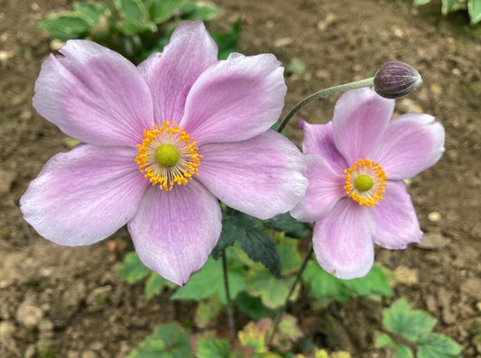 Anemone × hybrida 'Queen Charlotte' - Champion Plants