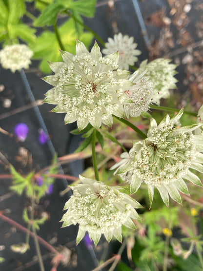 Astrantia Superstar - Champion Plants