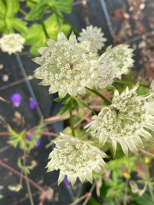 Astrantia Superstar - Champion Plants