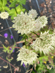 Astrantia Superstar - Champion Plants