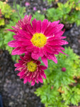 Chrysanthemum Uri - Champion Plants