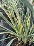 Tulbaghia violacea 'Silver Lace' - AGM - Champion Plants
