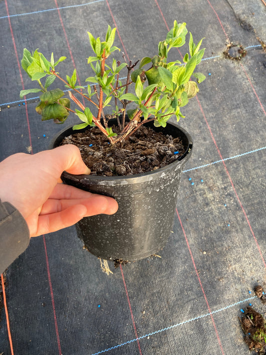 Philadelphus Belle Etoile - Champion Plants