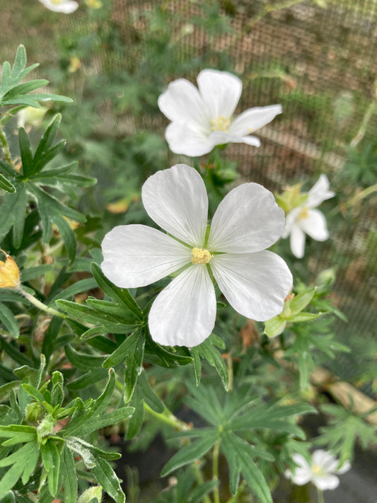 Geranium sanguinium Album AGM - Champion Plants
