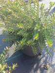 Hebe Champagne - Champion Plants