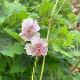 Geranium phaeum Misty Samobor