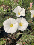 Convolvulus cneorum - Champion Plants
