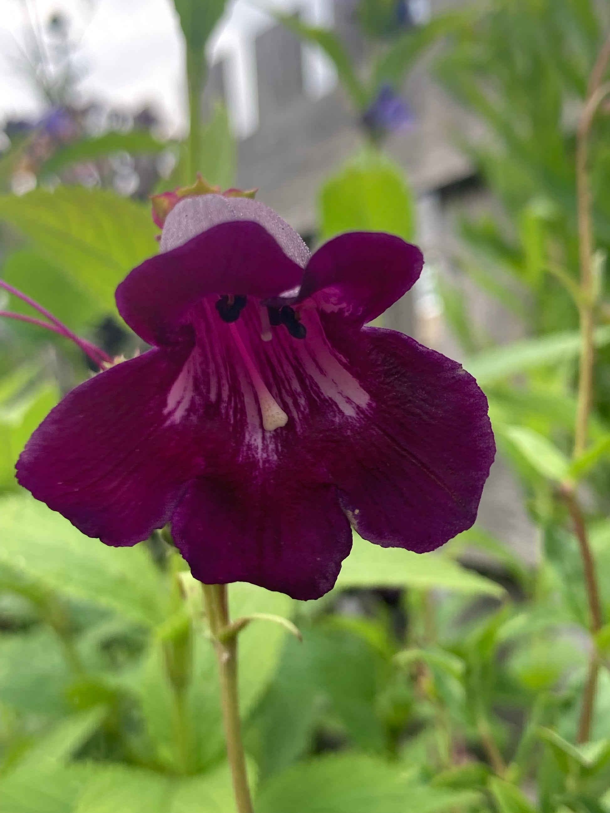 Penstemon Blackbird - Champion Plants