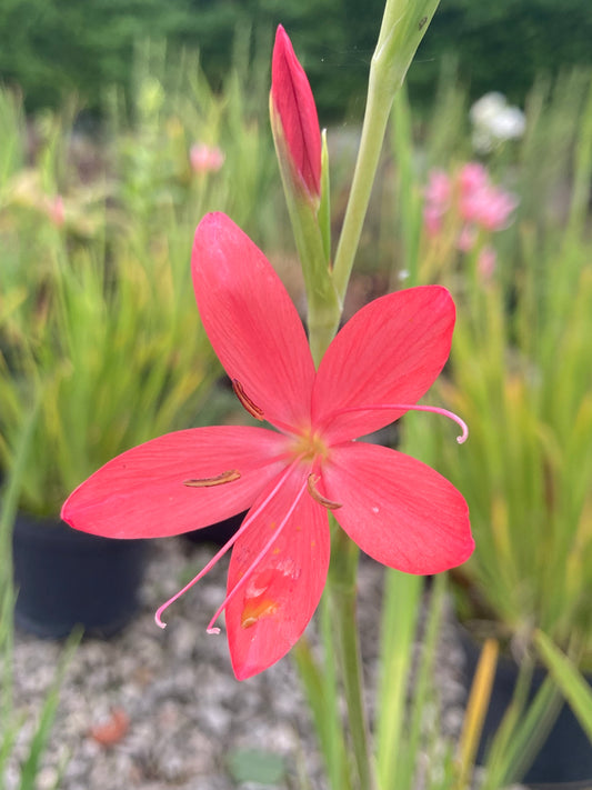 Hesperantha coccinea 'Zeal Salmon' - Champion Plants