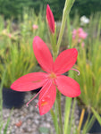Hesperantha coccinea 'Zeal Salmon' - Champion Plants