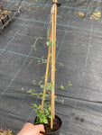 Clematis Polish Spirit - Champion Plants