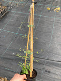 Clematis Polish Spirit - Champion Plants