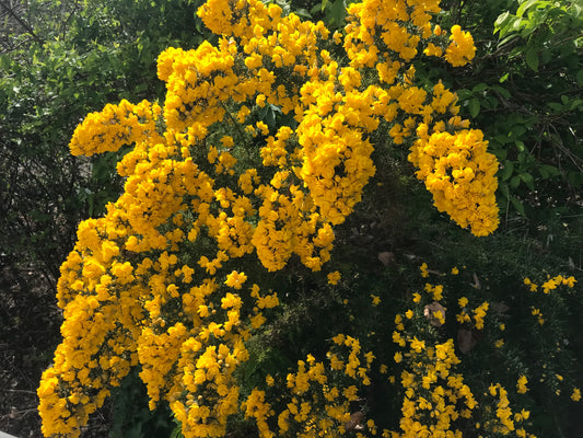 Ulex europaeus Flore Pleno - Champion Plants