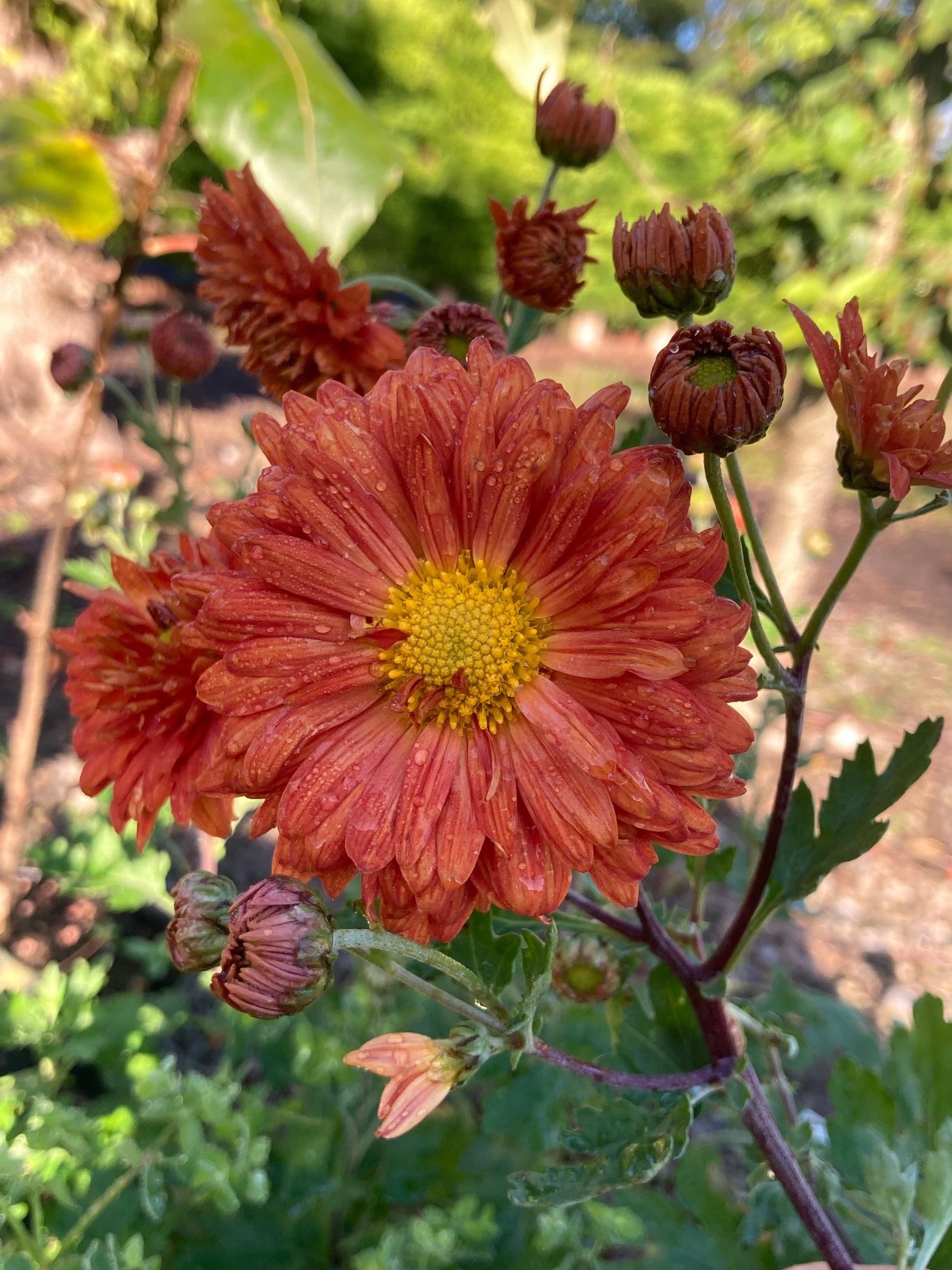 Chrysanthemum Paul Boissier - Champion Plants